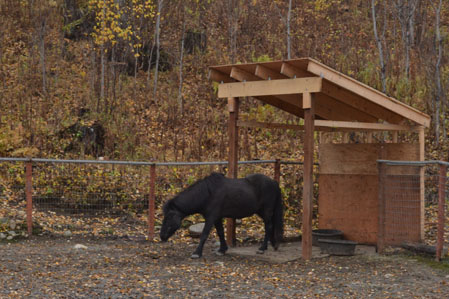 Tinni in the pen